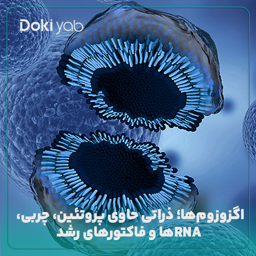 اگزوزمها؛ ذراتی حاوی پروتئین و چربی