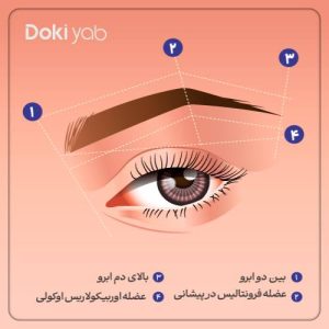 نقاط تزریق بوتاکس برای بالا بردن ابرو + فیلم آموزشی و نواحی ممنوعه (راهنمای کامل)